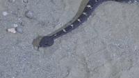 Arizona man in recovery after being bit by rattlesnake