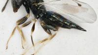 Five tiny wasps discovered in Cyprus exist nowhere else on Earth