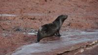 Blue Patagonia: Scientists Deploy Satellite Transmitters to Study the South American Fur Seal