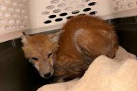 Local volunteers use sardines to trap, rescue sick foxes