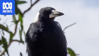 'Pretty overwhelming': The 23 species in Australia hit by bird flu so far