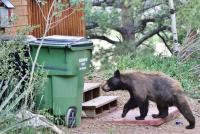 Keep pumpkins off the menu for Colorado bears this Halloween season
