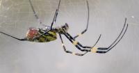 Are giant Joro Spiders ruining Georgia's ecosystem? A new UGA study