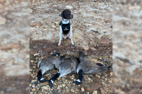 Georgia DNR releases schedule for upcoming early waterfowl hunting season