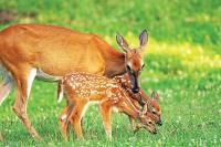Commentary: Minnesota needs a citizen-led Conservation Council