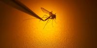 Local health department reports human case of West Nile in Central Nebraska