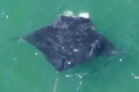World’s Largest Ray Spotted Feeding Near One of New York’s Busiest Beaches