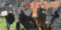 Virginia farmers brace for beef import surge under Trump’s 90-day tariff suspension