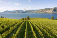 A Spirit of Optimism Is Growing at These Canadian Wineries That Had to Completely Replant