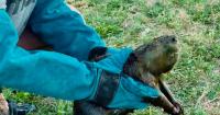A Denton-area animal rescue has gained 100K fans. Social media and wildlife experts see concerns.