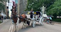 Carriage horse union takes aim at bill to ban the industry in letter to City Council