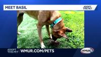 Basil, an intelligent three-year-old German shepherd mix, searches for the perfect family