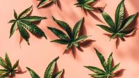 Connecting the Dots Between Cannabis Laws and Workplace Absenteeism