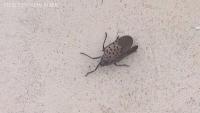 Bipartisan Push to Prioritize Research for Invasive Spotted Lanternflies