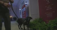 ATF K-9 teams sweep Atlanta golf club to keep PGA tournament spectators safe