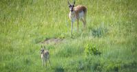 New funding supports conservation easements on Idaho working lands
