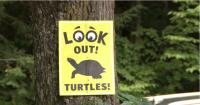 New Hampshire man fined US$620 for turtle deaths 1st to be convicted under new law