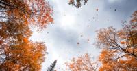 Fall is almost here. Is this when Utah’s spectacular colors will return?