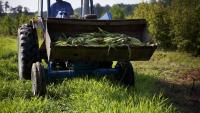 Virginia Farmers Struggle Amid Drought