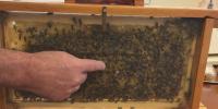 Virginia offering free beehive equipment through statewide distribution program
