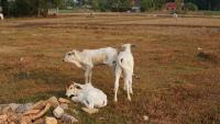 The Man Who Learned Leadership From Goats