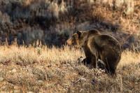 Grizzly Bear Releases, Fishing Regulation Updates in Montana