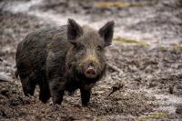 Restricted zone expanded as swine flu spreads in Finland