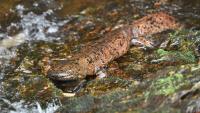The Japanese Giant Salamander: An Amphibian Titan