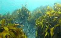 Marine forests help protect seaweed from climate change