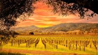 The 'Tuscany Of America' Is Quietly Stealing Napa's Thunder