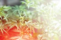 Guest Commentary: Minnesota Cannabis Is Already Taking Root