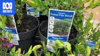 Push to declare garden favourite sold at Bunnings a weed