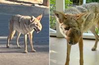California Wildlife Organization Asks for Help Finding and Treating Viral Coyote With a Facial Growth