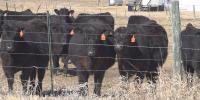 South Dakota cattle producers respond to President Trump’s processing proposal