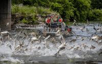Invasive carp get closer to Lake Michigan as project to halt their spread is ordered to stop