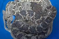 Snake Wrangler Recalls ‘Exciting’ Removal of 20 Venomous Rattlesnakes from Beneath Texas Home