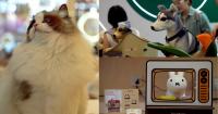 Shanghai pet fair showcases AI feeders, smart litter boxes and high-tech gadgets