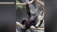 How recycling old electronics can help save endangered gorillas