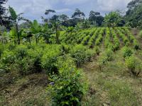 Abelardo de la Espriella repeals law banning Glyphosate spraying in Colombia