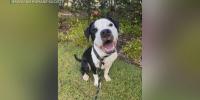 Hawaiian Humane Society waives adoption fees through weekend