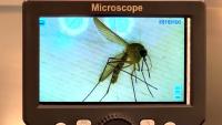 Orange County warns of increased West Nile virus activity after sentinel chickens test positive