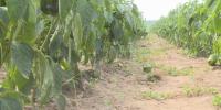 Local farm grows fresh food for families in need