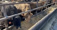 Expanding supplies, shifts in inventories, and slow rebuilding | Beef Market Update, Aug 28, 2026