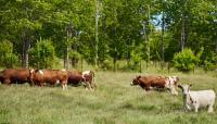 Researchers: The risk of infection for livestock kept outdoors is often overlooked