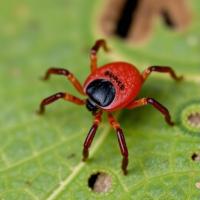 El Salvador Reports First Gynandromorphic Rhipicephalus microplus Tick