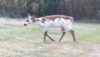 A 1-in-1,000 Sighting: Rare Piebald Deer Caught on Camera in Maine