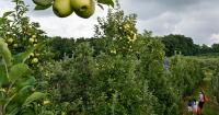 Maryland crops limited for apple picking season due to spring cold snap