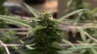 Medical cannabis dispensary opens in Talladega County as more Alabama locations prepare to launch