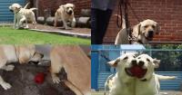 Mexico’s Guide Dog School Fights to Survive Training Guide Dogs in Mexico City