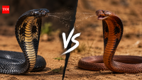 Black-necked spitting cobra vs red spitting cobra: Which African cobra is more dangerous and has the deadlier venom